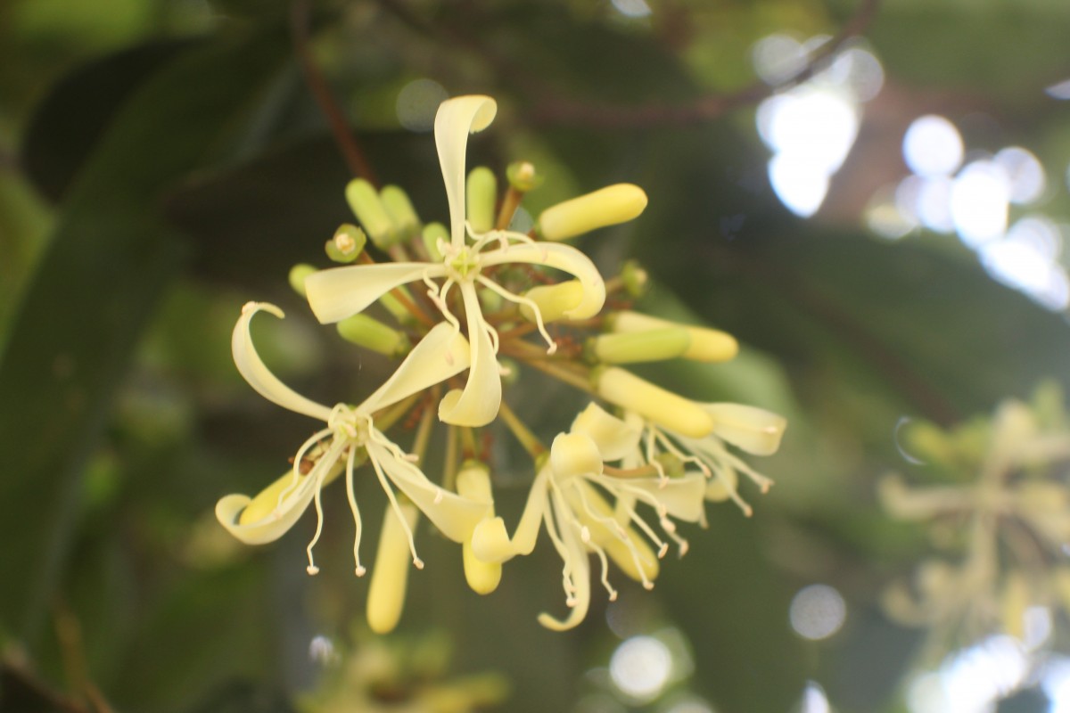 Quassia indica (Gaertn.) Noot.